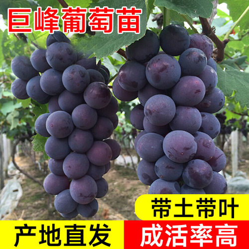 巨峰葡萄树苗巨峰阳光玫瑰树苖果树南方北方种植玫瑰香苗秧树