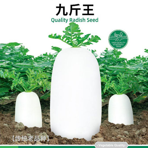 寿禾蔬菜种子九斤王特大白萝卜