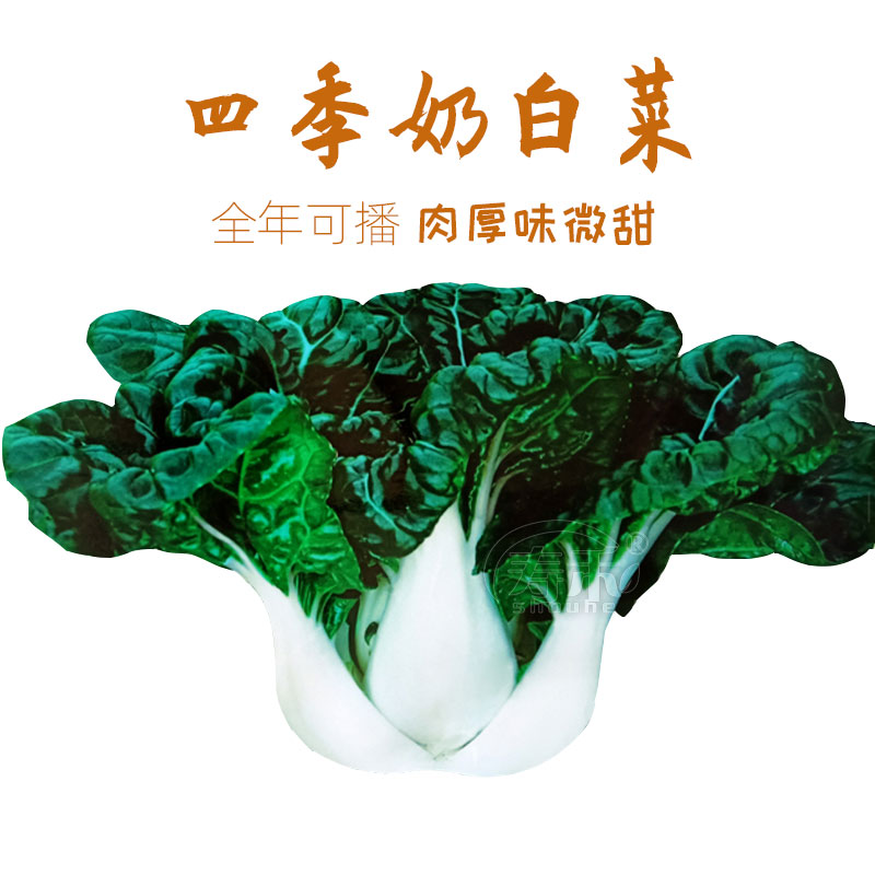 奶白菜种子种籽四季奶油小青菜阳台秋冬季盆栽籽种油菜蔬菜孑菜籽