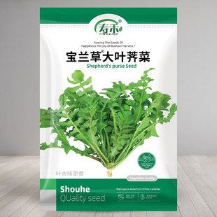 宝兰草大叶荠菜种子种籽孑蒲公英青菜菜籽荠荠菜荆芥菜苗大全