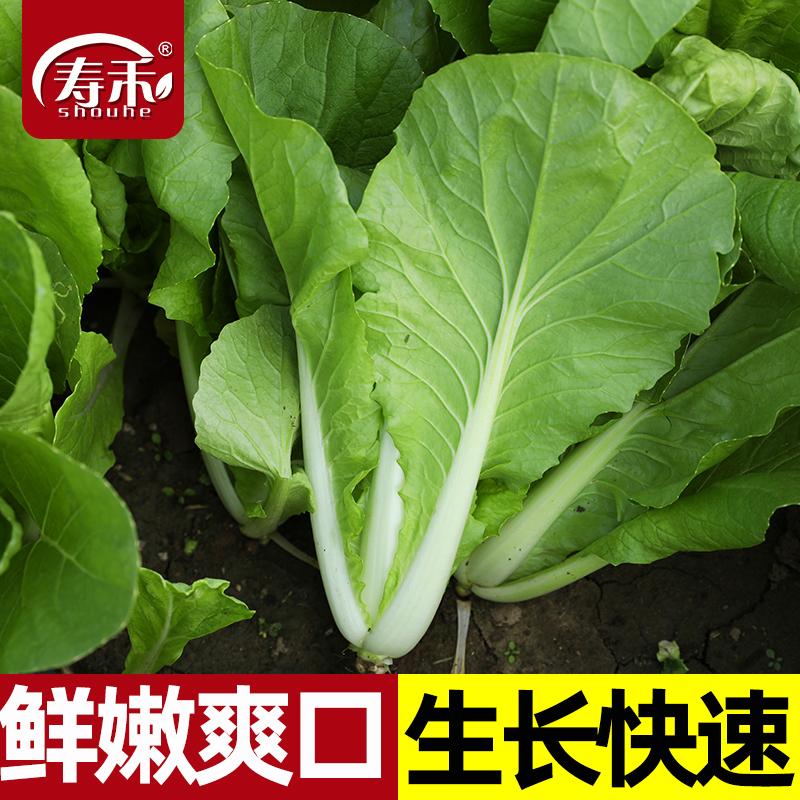 蔬菜奶油种子秋季阳台盆栽小白菜