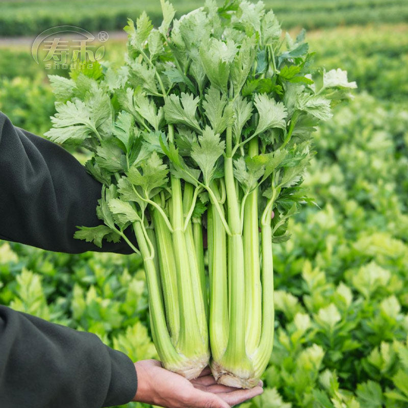 加州王美国芹菜种子种籽孑西芹籽种菜春天秋季阳台四季蔬菜盆栽子,鲜花速递/花卉仿真/绿植园艺,家庭园艺种子,淘宝优惠券,粉丝福利购,淘宝优惠卷