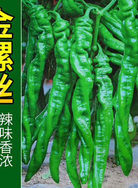 螺丝椒种子苗小尖椒秧苗菜种春季盆栽蔬菜辣椒种籽高产籽种秧大全