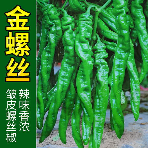 螺丝椒种子苗小尖椒秧苗菜种春季盆栽蔬菜辣椒种籽高产籽种秧大全