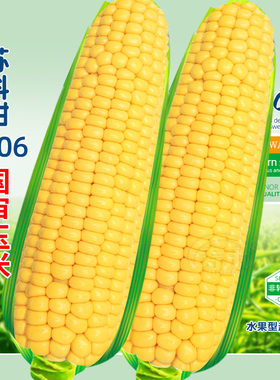 早熟超甜水果玉米种籽甜种子苗粘菜种高产孑特大甜糯黑糯秧苗大全