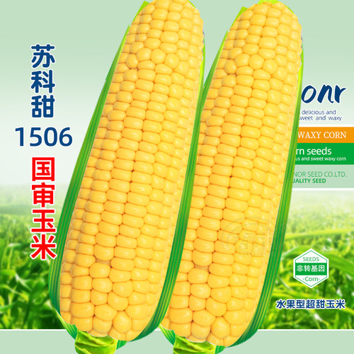 早熟超甜水果玉米高产特大种子苗