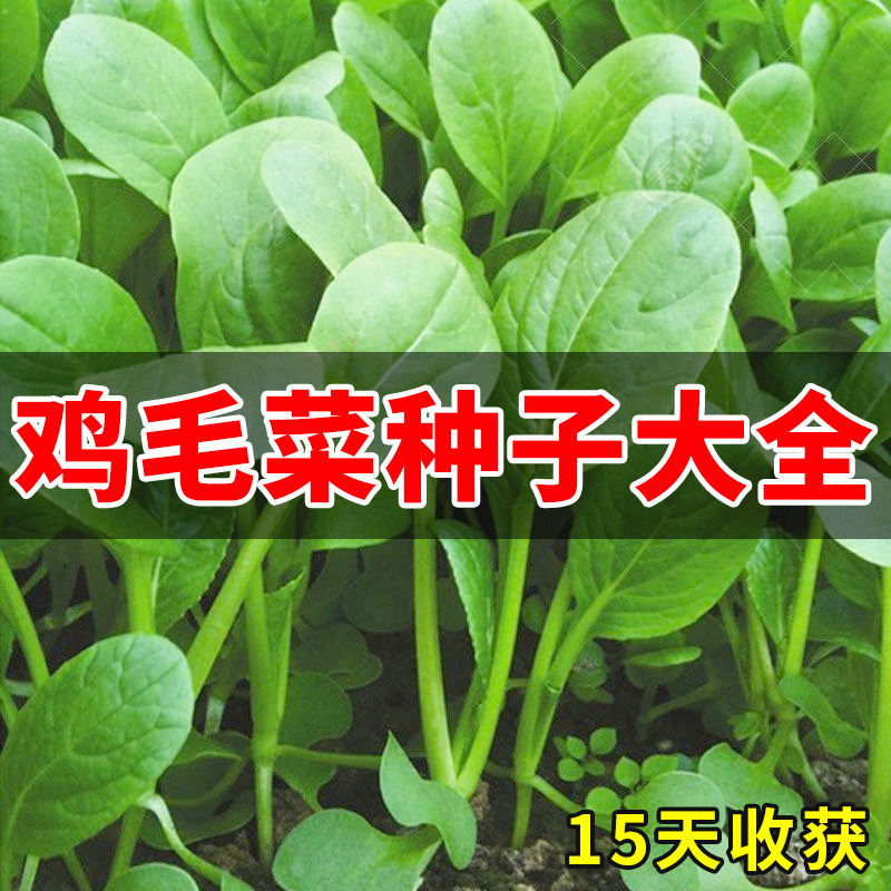 四季播上海鸡毛菜种子种籽小白菜青菜油菜阳台菜籽盆栽蔬菜孑籽种,鲜花速递/花卉仿真/绿植园艺,家庭园艺种子,淘宝优惠券,粉丝福利购,淘宝优惠卷