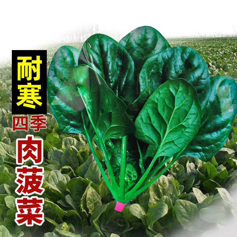 蔬菜阳台冬季菠菜种子