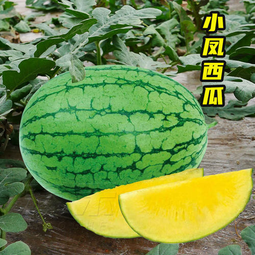 黄瓤小凤西瓜种籽超甜特小凤