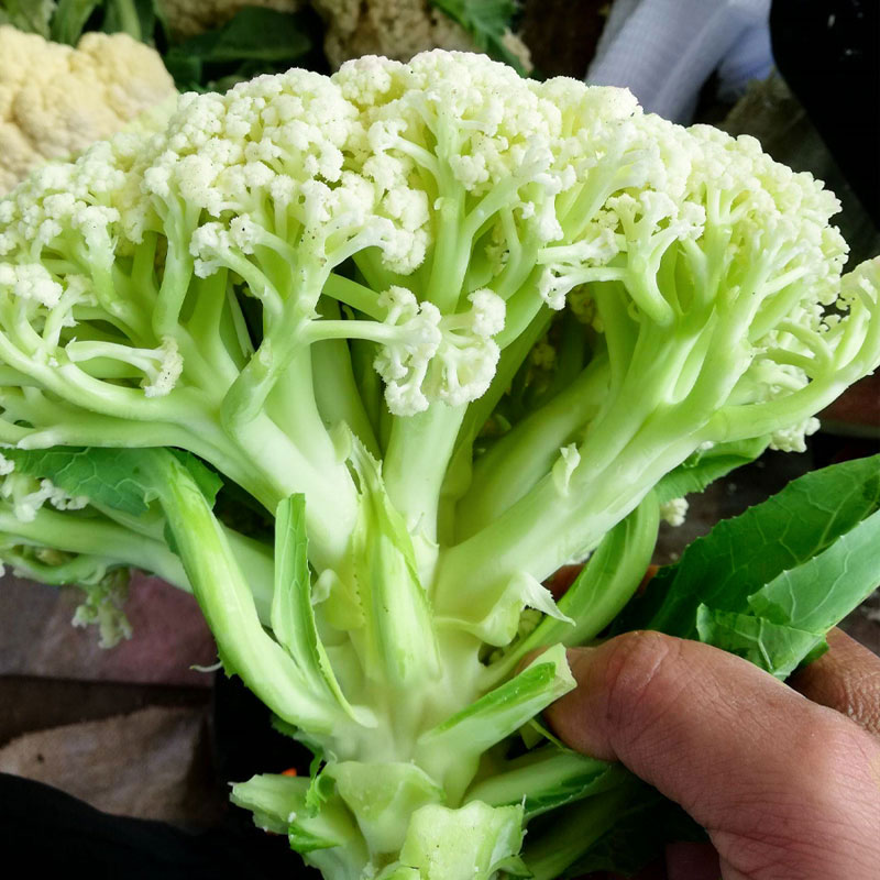 台湾青梗松花菜种子种籽秋后花菜菜花夏季秧苗孑秧四季蔬菜苗籽种 鲜花速递/花卉仿真/绿植园艺 家庭园艺种子 原图主图