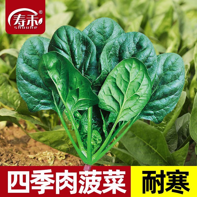 蔬菜阳台冬季菠菜种子