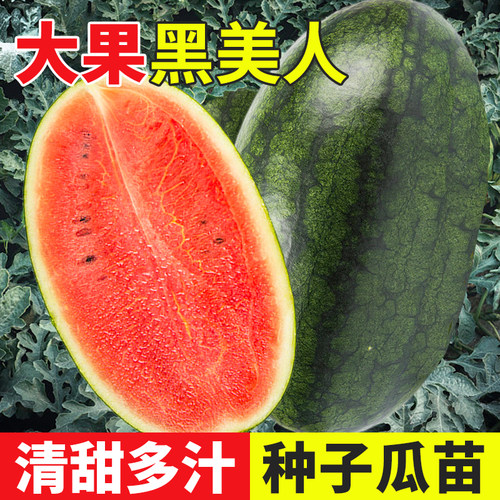 黑美人西瓜种子种籽苗麒麟黑皮嫁接秧南方种植孑子秧苗无籽苗秧 - 封面