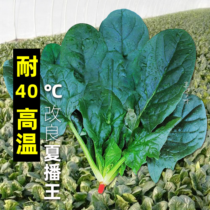 超耐热夏播王菠菜种子种籽高产春籽种夏季秋季四季蔬菜孑波菜夏子-封面