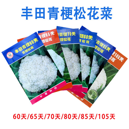 有机台湾种子耐热青梗松花菜
