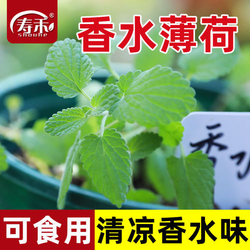 香水薄荷种子种籽可食用室内植物驱蚊草绿植盆栽花卉薄荷苗种孑