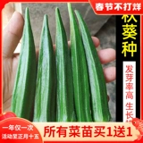 Саженцы овощей в четырех сезонах горшечной фруктовой бамии