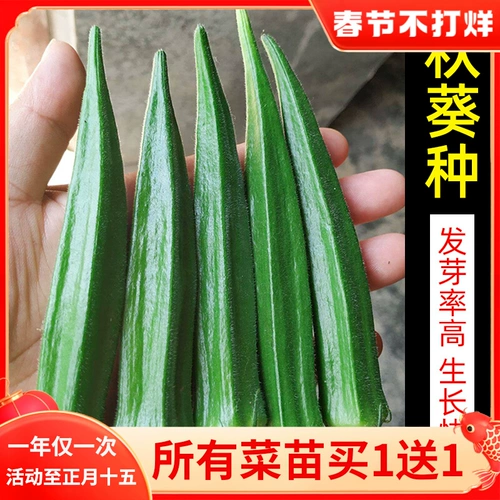 Саженцы овощей в четырех сезонах горшечной фруктовой бамии