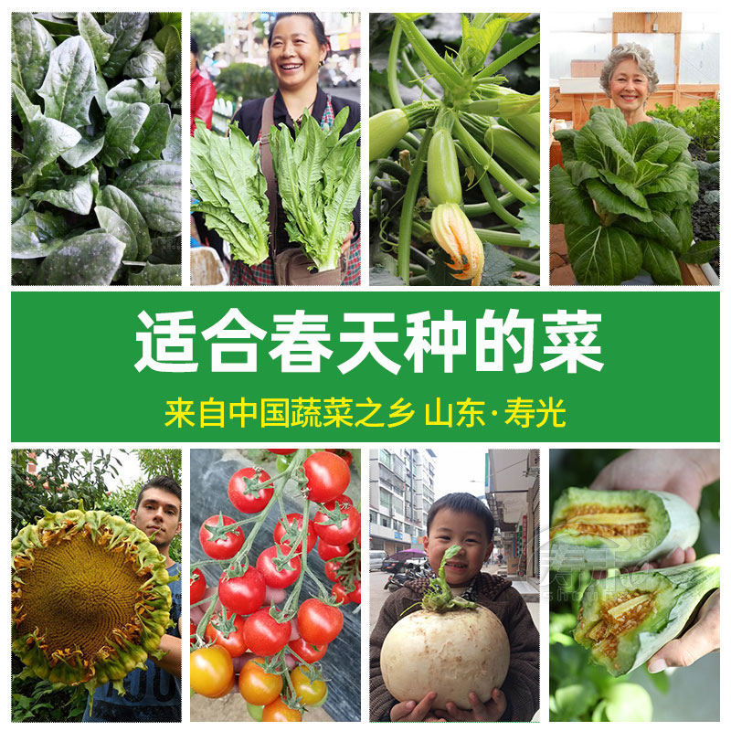 春季蔬菜种子春播疏菜种籽籽种各种菜子白菜孑适合春天种的菜种子