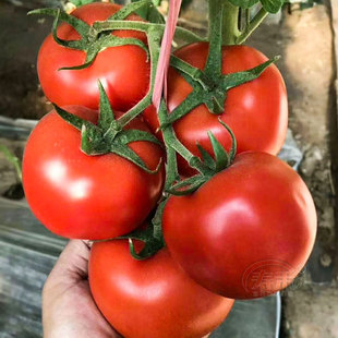 先正达 齐达利大红番茄种子 高抗TY病毒西红柿种籽红果硬果秋季孑