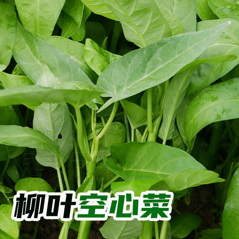 泰国空心菜种子种籽苗柳叶高产小叶四季菜籽孑籽种菜苗带根水上大 寿禾种业 欣欣然公司 淘优券