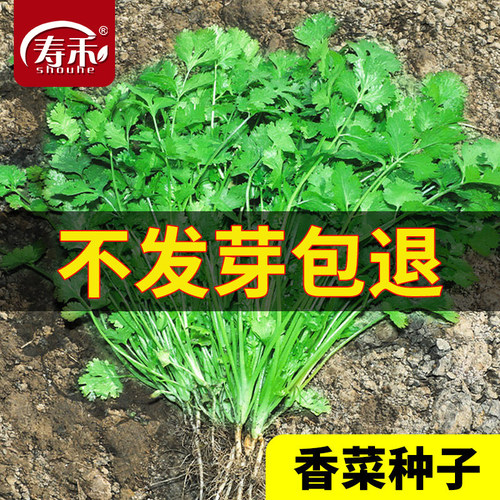 蔬菜四季芫荽阳台食用盆栽种子