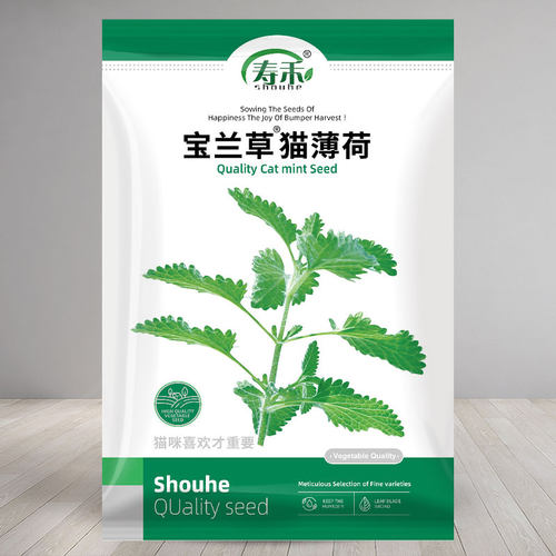 寿禾四季阳台盆栽新鲜猫薄荷种子