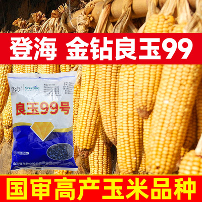 登海金钻良玉99高产玉米种杂交国审矮杆抗旱郑单958种子饲料苞米