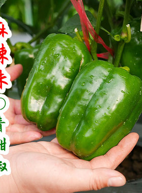 麻辣1号辣椒种子种籽孑四季甜椒方椒灯笼椒南方薄皮彩椒高产籽种