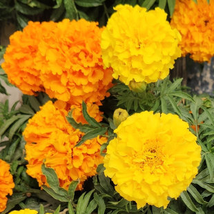 南非万寿菊花种子四季除虫驱蚊花卉花种籽菊花种籽适合春天种的