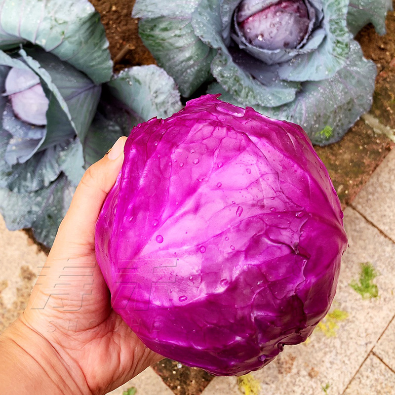 荷兰高产紫甘蓝种子包心菜