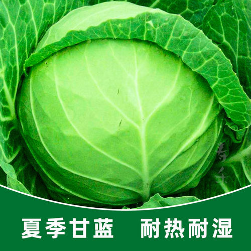 夏季甘蓝种子耐热大头菜子包菜卷心菜高产蔬菜种籽包心菜孑包心菜 - 封面