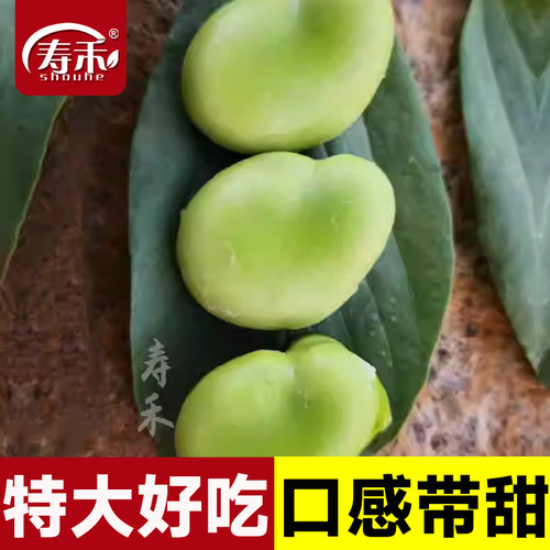 农家特大高产蔬菜南方种子