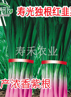 紫根韭菜种子四季种籽子根红根宽叶根苗蔬菜苗籽种孑大叶新籽大全