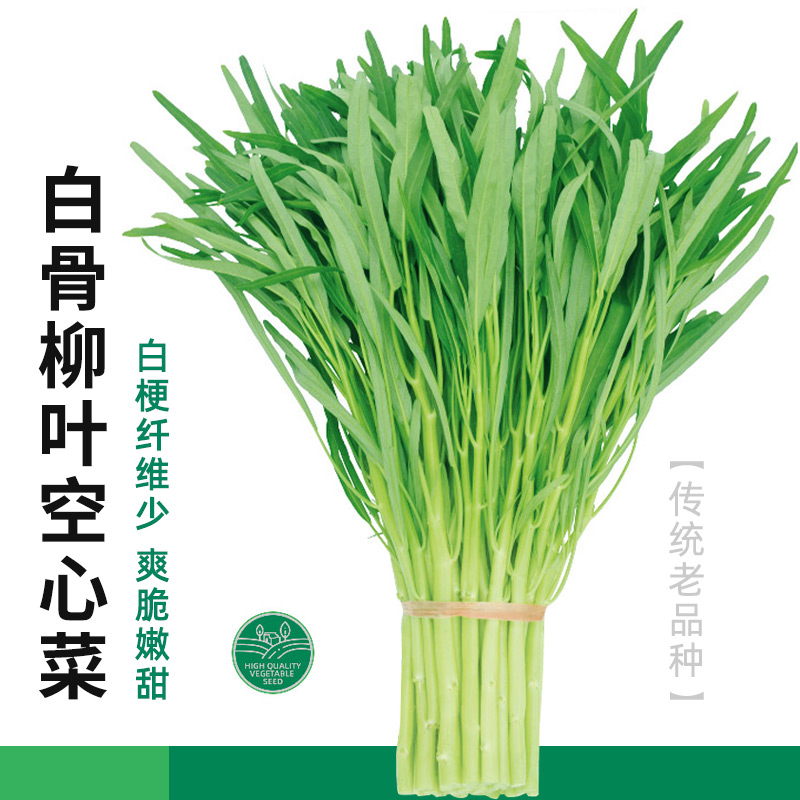 白梗空心菜种籽苗带根种子四季盆栽菜苗蔬菜水孑大叶柳叶籽种青菜