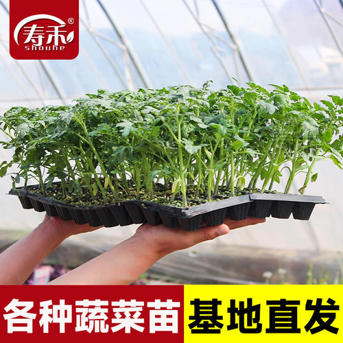 现挖蔬菜苗带土小番茄秧苗秧菜苗南方茄子豆角辣椒西瓜南瓜丝瓜
