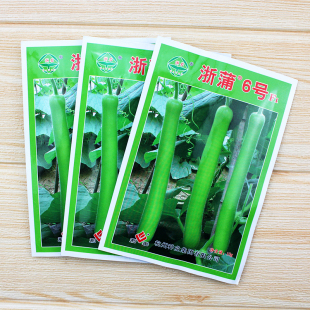 瓜苗圆蒲瓜 浙蒲6号9号长短瓠瓜种子种籽长短瓠子早生瓢子瓜籽四季