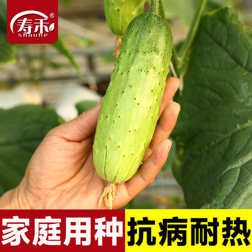 蔬菜唐山秋瓜阳台四季盆栽种子