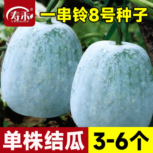 一串铃小冬瓜种子香芋春天东瓜
