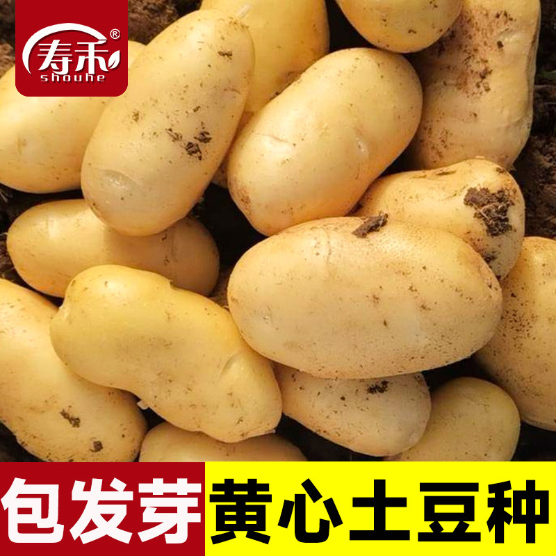 黄皮黄心土豆种子带芽老品种春季马铃薯10斤特大批发发芽原种孑图片