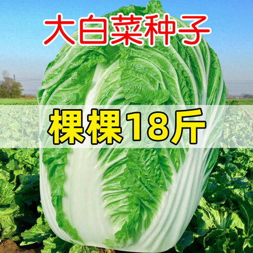 寿禾大白菜种子蔬菜黄心