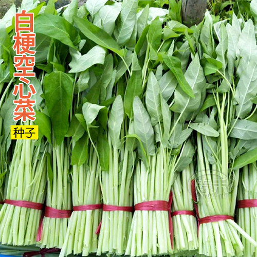 白梗空心菜种子通心菜南方种水上