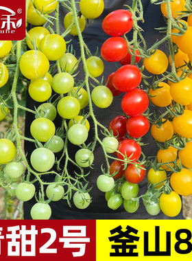 青甜2号绿色小番茄种子苗秧樱桃西红柿种籽孑黄妃夏洛特圣女果苗
