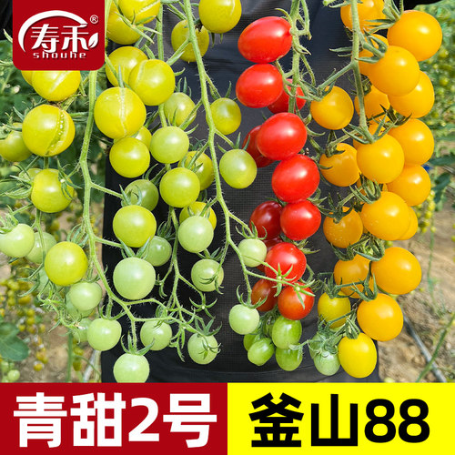 青甜2号绿色小番茄种子苗秧樱桃西红柿种籽孑黄妃夏洛特圣女果苗