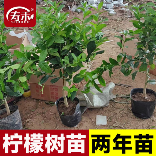 柠檬树苗带土树室内室外可食用柠檬果苗两年大苗四季盆栽种植苗子