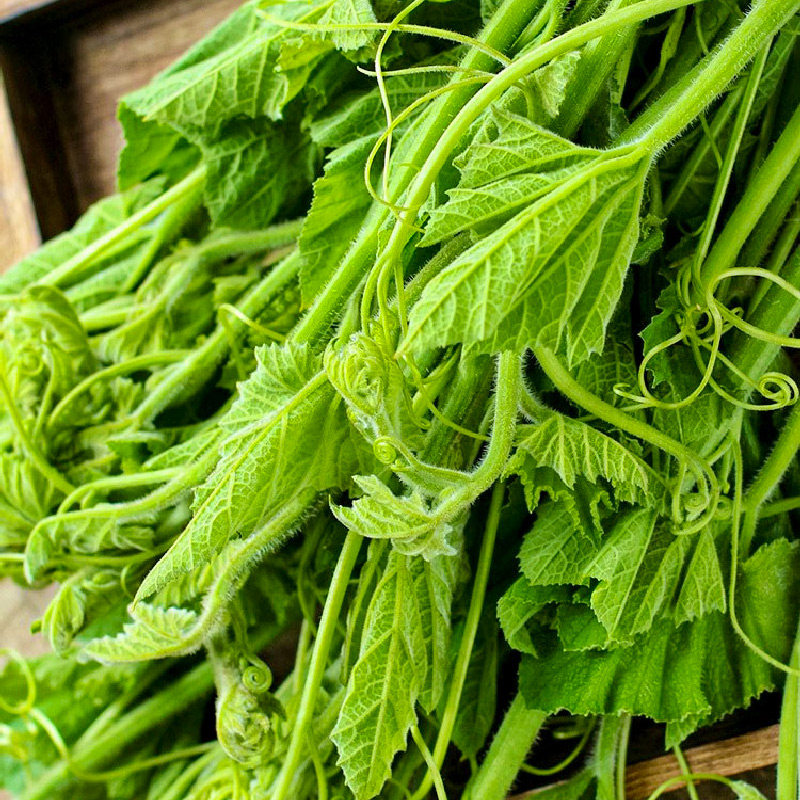 南瓜尖种籽种子家庭阳台专吃藤茎嫩叶四季春季南方特色苗种蔬菜孑,鲜花速递/花卉仿真/绿植园艺,家庭园艺种子,淘宝优惠券,粉丝福利购,淘宝优惠卷