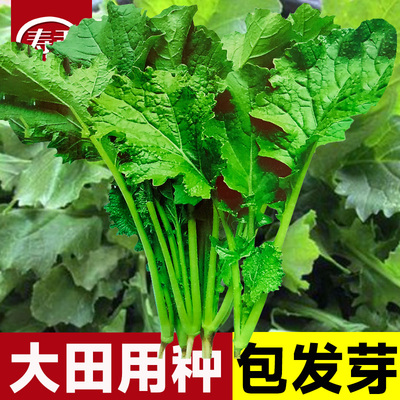 花叶苔菜麻叶苔菜种子种籽黑菜台菜秋冬季蔬菜特菜种籽孑菜籽菜种