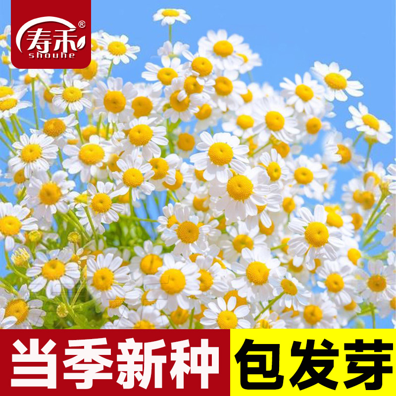 罗马洋甘菊苗盆栽花卉鲜花春天