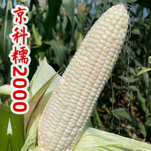 京科糯2000糯玉米种子高产杂交粘特大甜玉米白甜糯早春玉米种籽孑