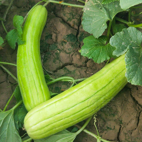 菜瓜老品种梢瓜花龙菜瓜种子青皮脆瓜花皮甜瓜四季子烧瓜蔬菜种籽