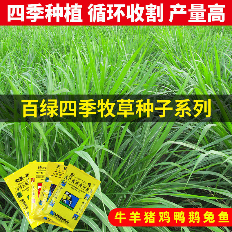 多年生牧草种子种籽黑麦草菊苣将军紫花苜蓿孑猪牛喂羊兔草籽草种